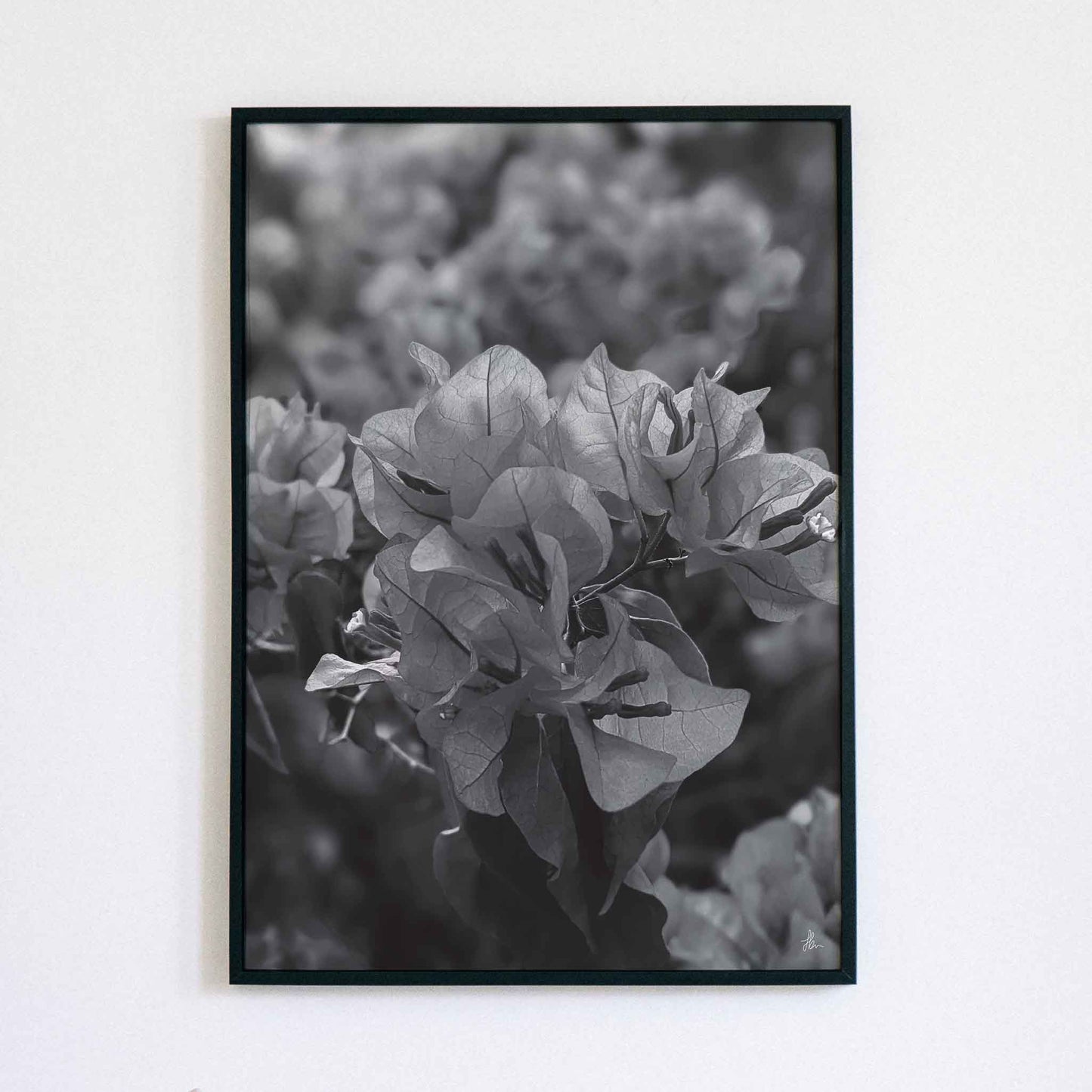 Monochrome Bougainvillea