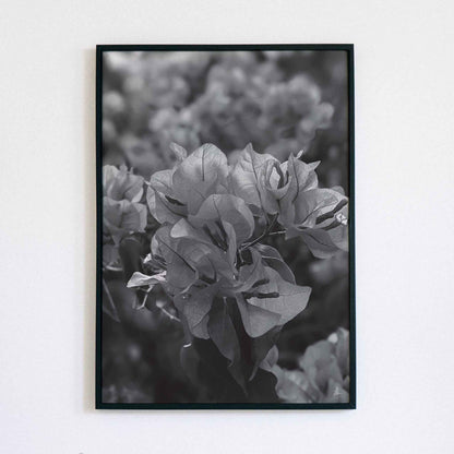 Monochrome Bougainvillea