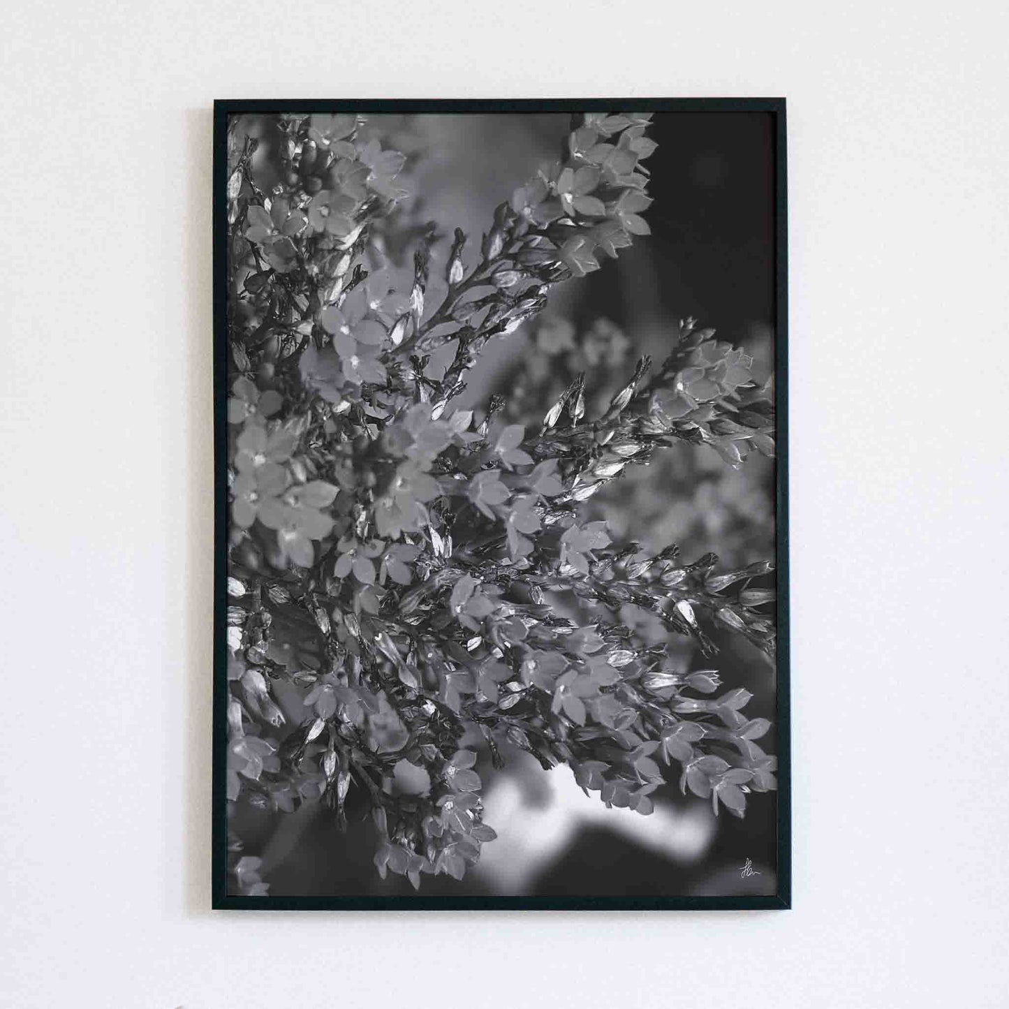 Monochrome Flowers