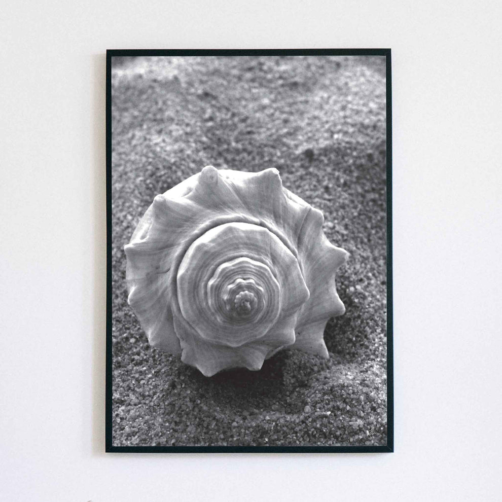 Monochrome Shell – Fruitful Branch
